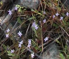 Attēlu rezultāti vaicājumam “Heyderia pusilla”