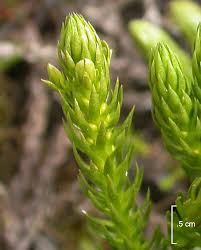 Attēlu rezultāti vaicājumam “Huperzia selago”