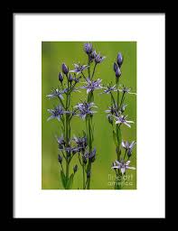 Attēlu rezultāti vaicājumam “Swertia perennis flower”