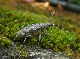 Attēlu rezultāti vaicājumam “Monochamus sutor”