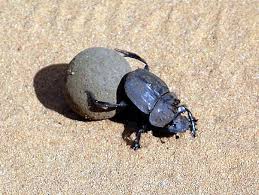 Attēlu rezultāti vaicājumam “Scarabaeidae”