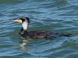 Attēlu rezultāti vaicājumam “Phalacrocorax carbo”
