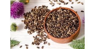 Attēlu rezultāti vaicājumam “Silybum marianum fruit”