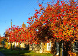 Attēlu rezultāti vaicājumam “Sorbus aucuparia flower”