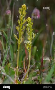 Attēlu rezultāti vaicājumam “Sphagnum contortum”