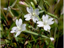 Attēlu rezultāti vaicājumam “Epilobium palustre flower”