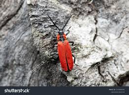 Attēlu rezultāti vaicājumam “Lygistopterus sanguineus”