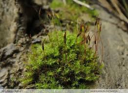 Attēlu rezultāti vaicājumam “Didymodon fallax var. brevifolius”