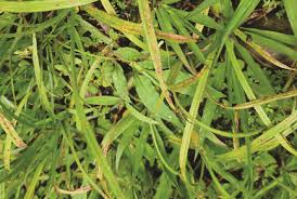 Attēlu rezultāti vaicājumam “Pucciniales”