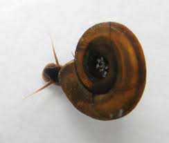 Attēlu rezultāti vaicājumam “Planorbidae”