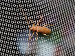 Attēlu rezultāti vaicājumam “Ctenicera pectinicornis male”