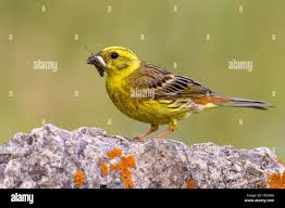 Attēlu rezultāti vaicājumam “Emberiza citrinella male”