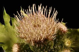 Attēlu rezultāti vaicājumam “Cirsium oleraceum flower”