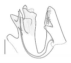 Attēlu rezultāti vaicājumam “Ommatoiulus vilnensis”