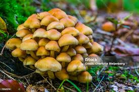 Attēlu rezultāti vaicājumam “Galerina marginata”