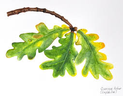 Attēlu rezultāti vaicājumam “Quercus robur leaf”