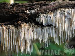 Attēlu rezultāti vaicājumam “Dentipellis fragilis”