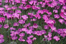 Image result for Dianthus gratianopolitanus