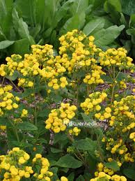 Image result for Calceolaria integrifolia