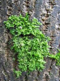 Attēlu rezultāti vaicājumam “Frullania dilatata”