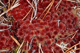 Attēlu rezultāti vaicājumam “Sphagnum rubellum”