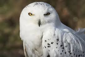 Image result for Bubo scandiacus