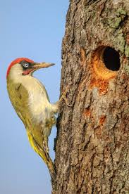 Attēlu rezultāti vaicājumam “Picus viridis nest”