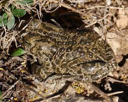 Attēlu rezultāti vaicājumam “Pseudepidalea viridis adult”