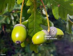 Attēlu rezultāti vaicājumam “Quercus robur fruit”