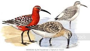 Attēlu rezultāti vaicājumam “Calidris ferruginea adult”