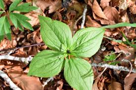 Attēlu rezultāti vaicājumam “Paris quadrifolia”