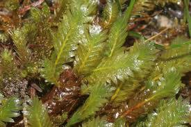 Attēlu rezultāti vaicājumam “Dicranales”