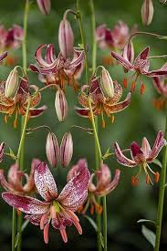 Image result for Lilium martagon `Chameleon`