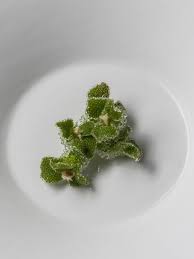 Attēlu rezultāti vaicājumam “Cephalozia loitlesbergeri”