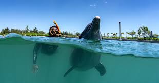 Image result for Belfairs Dolphins Snorkelling Club