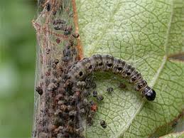 Attēlu rezultāti vaicājumam “Yponomeuta malinellus / cagnagella”