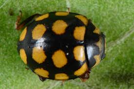 Attēlu rezultāti vaicājumam “Coccinula quatuordecimpustulata”