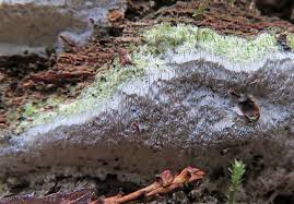 Attēlu rezultāti vaicājumam “Sidera lenis”