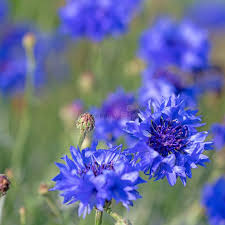 Attēlu rezultāti vaicājumam “Cyanus segetum flower”