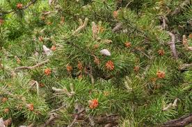 Attēlu rezultāti vaicājumam “Pinus banksiana”