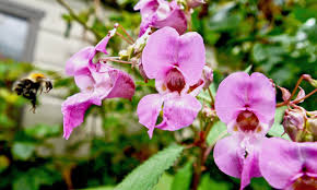 Attēlu rezultāti vaicājumam “Impatiens glandulifera fruit”