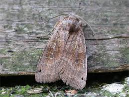 Attēlu rezultāti vaicājumam “Xestia baja”