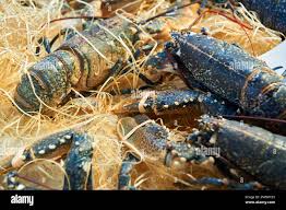 Image result for Homarus gammarus