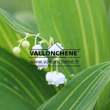 Attēlu rezultāti vaicājumam “Convallaria majalis leaf”