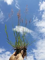 Attēlu rezultāti vaicājumam “Agrostis stolonifera subsp. straminea”