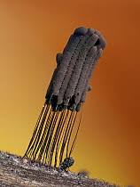 Attēlu rezultāti vaicājumam “Stemonitopsis sp.”