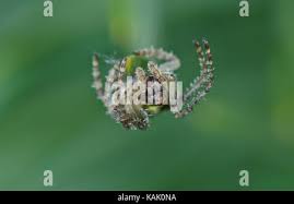 Attēlu rezultāti vaicājumam “Gibbaranea gibbosa”