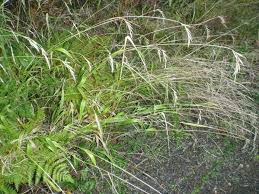 Attēlu rezultāti vaicājumam “Brachypodium sylvaticum fruit”