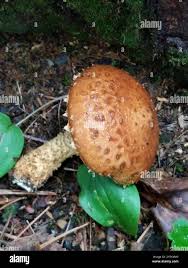 Attēlu rezultāti vaicājumam “Stropharia albocrenulata”