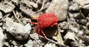 Attēlu rezultāti vaicājumam “Bryobia praetiosa”